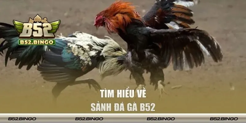 Tìm hiểu về sảnh đá gà B52